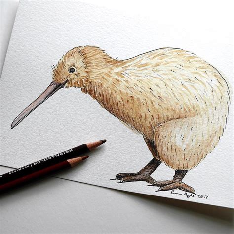 Drawing Of Kiwi Bird