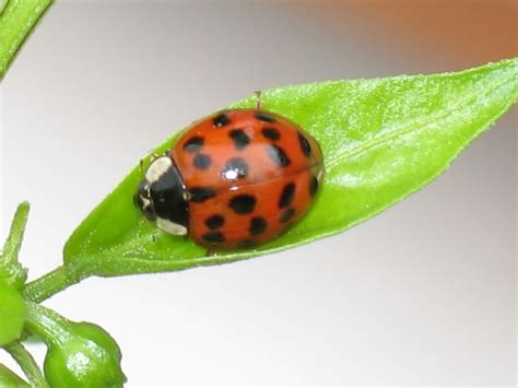 How Many Spots Does A Ladybug Have? - Puzzleheads Educational Products