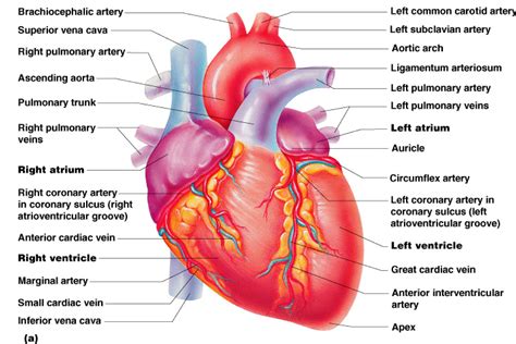 Anatomy Of The Heart Quizlet