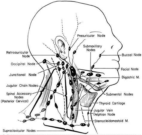 Neck Diagram Lymph Nodes