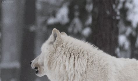 White Wolf GIFs - Get the best GIF on GIPHY