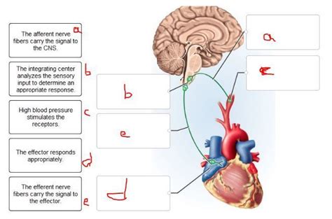 Label The Components Of The Baroreceptor Reflex