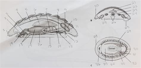 Anatomy of a chiton (class Polyplacophora) Flashcards | Quizlet