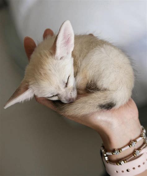 The adorable fennec fox, or desert fox, is the national animal of Algeria, and… | Cute baby ...