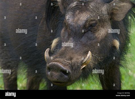 Wild Boar Tusks High Resolution Stock Photography and Images - Alamy