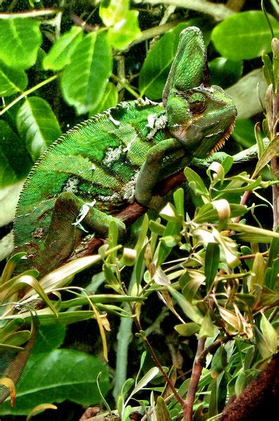 Free stock photos - Rgbstock - Free stock images | chameleon camouflage2 | TACLUDA | September ...