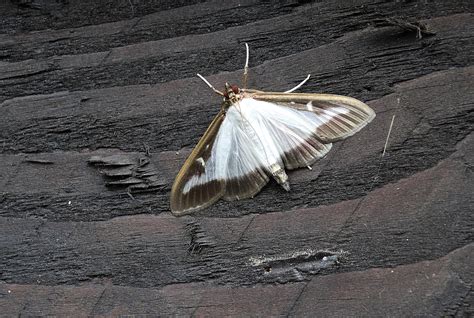 New Invasive Moth Species Found In Michigan