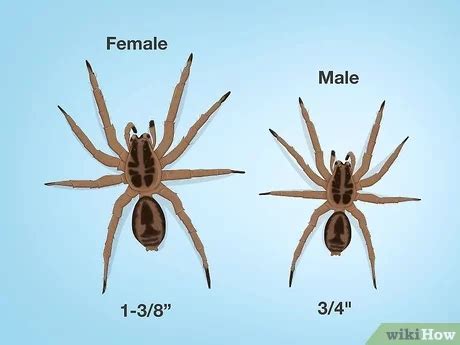 Wolf Spider Identification Chart