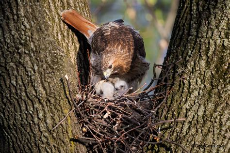 Red Tail Hawk Nest