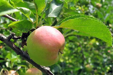 19 Best Apple Tree Varieties (with a Guide to Flowering Groups) | Gardener's Path