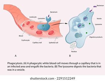 Phagocyte Diagram