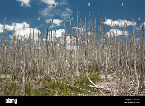 dead melaleuca trees in a South Florida wetland. Trees have been Stock Photo: 37175639 - Alamy