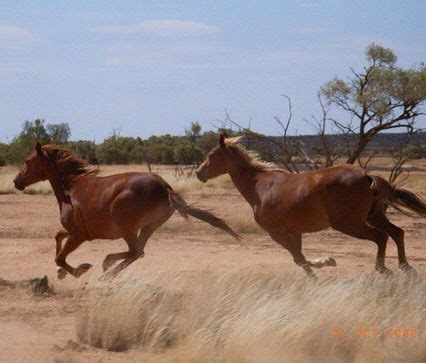 27 best Brumby horse images on Pinterest | Brumby horse, Wild horses ...