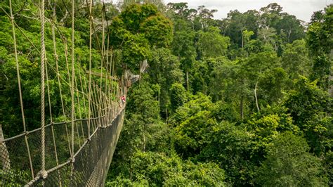 Kakum National Park - Ghana Safari Tours