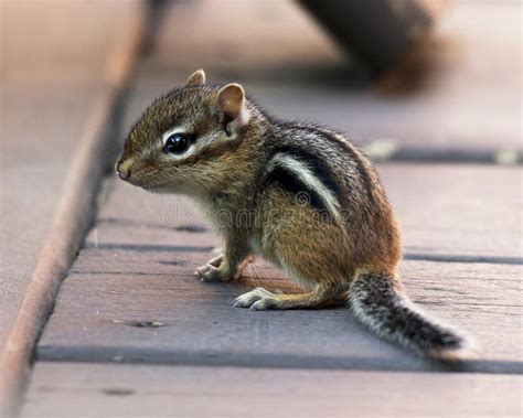 Baby chipmunk siblings stock photo. Image of youth, small - 16924014