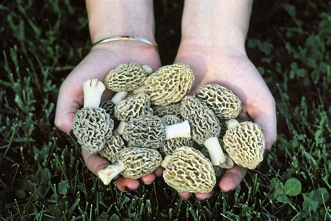 DNR Helps Michiganders Hunt Morel Mushrooms [Map] | WDET