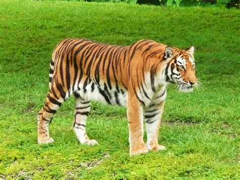 File:Bengal Tiger Miami MetroZoo.jpg - Wikipedia, the free encyclopedia