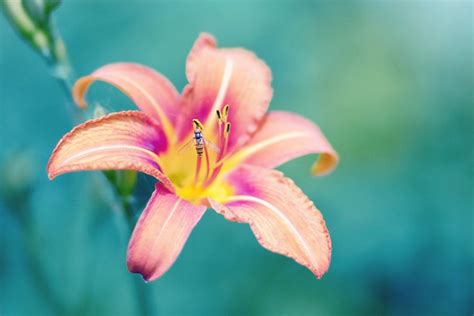 Lily Meaning and Symbolism - FTD.com