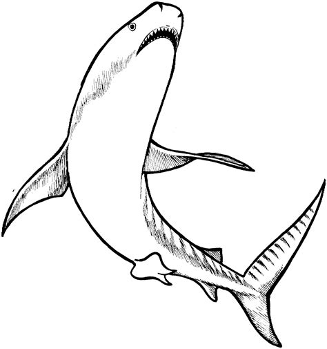 Shark Outline Drawing | Free download on ClipArtMag