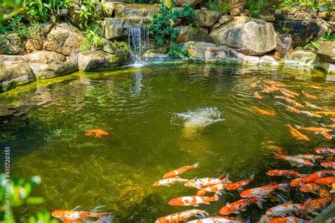 Japanese garden waterfalls. Lush green tropical Koi pond with waterfall ...