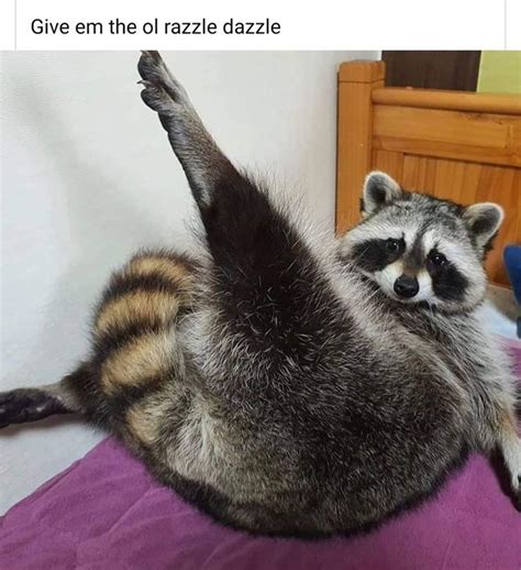 42 Raccoon Memes For Trash Panda Enthusiasts | Raccoon funny, Raccoon paws, Trash panda