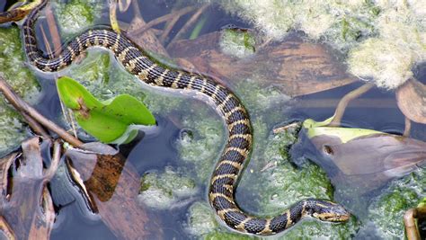 These venomous Florida snakes look a lot like their harmless cousins. Can you tell the ...