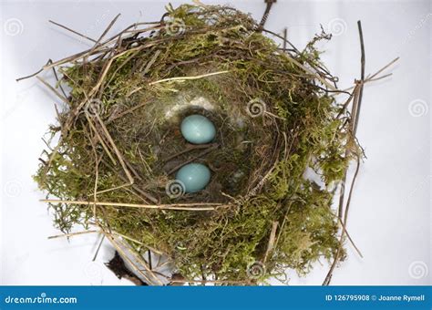 Dunnock Bird Nest and Blue Eggs Stock Photo - Image of wildlife, wild: 126795908