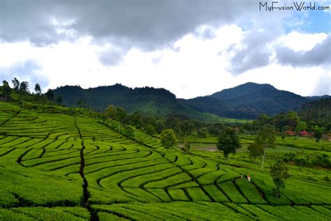 TEA PLANTATION | MyFusionWorld