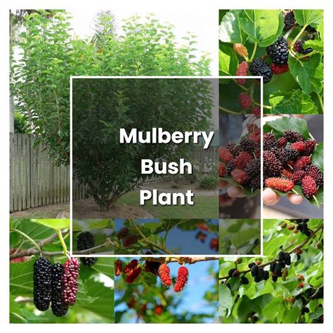 How to Grow Mulberry Bush Plant - Plant Care & Tips | NorwichGardener