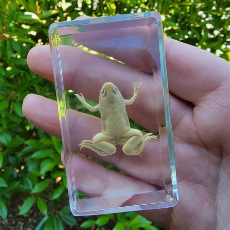 Albino African Clawed Frog, Xenopus laevis - Insects In Resin