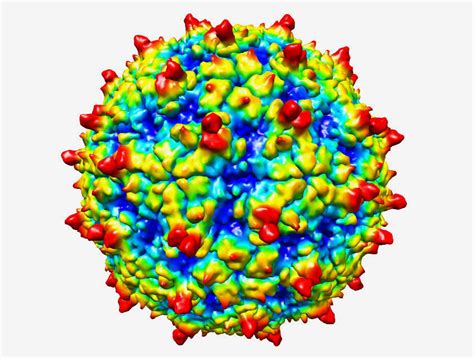 Qué es el rinovirus, el virus que circula junto al COVID-19 y afecta a los niños - Diario Prensa ...