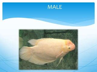 Giant gourami breeding | PPT