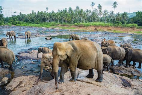 Sri Lankan elephants (Elephas maximus maximus) drinking at the water's ...