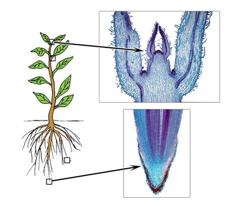 Cell Types, Meristems