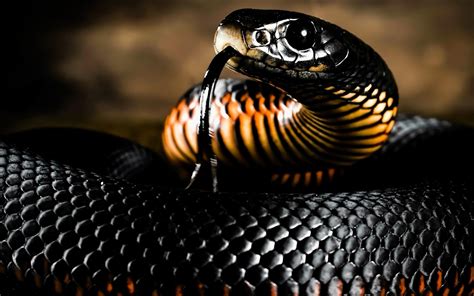 Red-Bellied Black Snake HD Wallpapers and Backgrounds