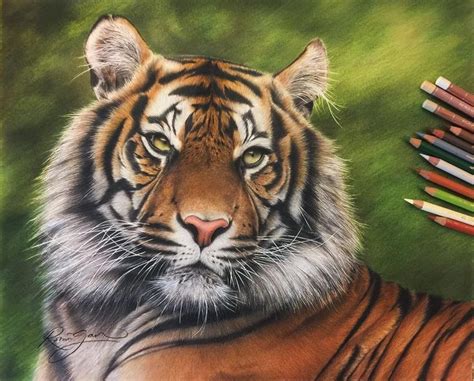 Realistic Color Pencil Animal Drawings | Color pencil drawing, Pencil drawings of animals ...