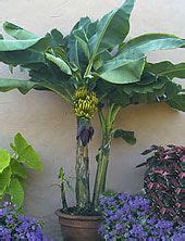 How To Grow Bananas Indoors | Potted trees, Plants, Banana plants