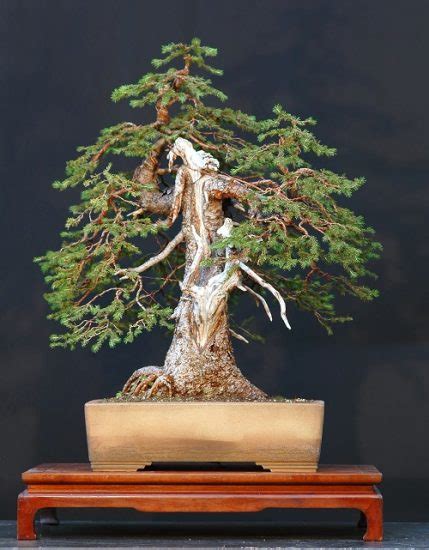 26 Best Norway Spruce Bonsai Pictures | Balcony Garden Web