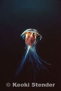 Red Jellyfish, Cyanea capillata