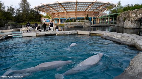 Mystic Aquarium welcomes five new beluga whales from Canada this weekend