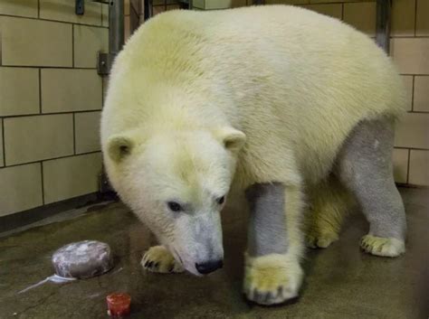 Polar bears have black skin and clear, hollow fur. Their clear fur allows more sunlight to reach ...