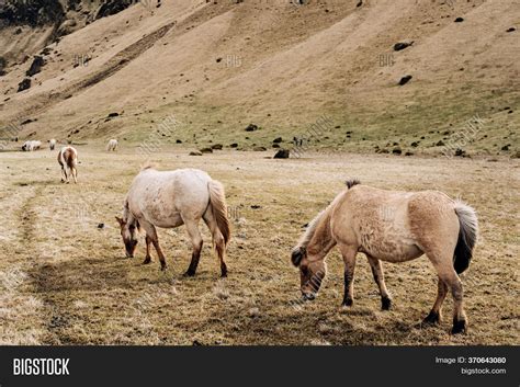 Icelandic Horse Breed Image & Photo (Free Trial) | Bigstock