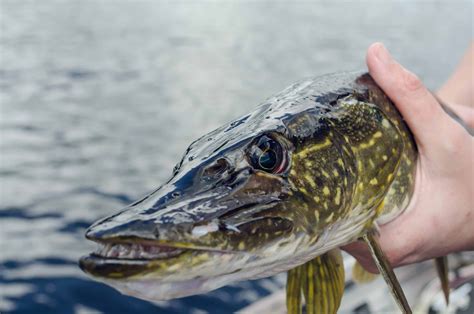 The Facts About Northern Pike Teeth | Fishing Munk