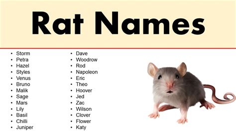 Good Rat Names – Amazing Male & Female Rat Names | Pet rats, Rats, Pet mice