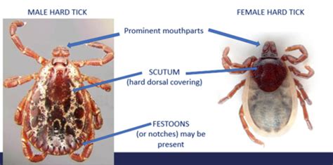 L9- ticks and mites Flashcards | Quizlet