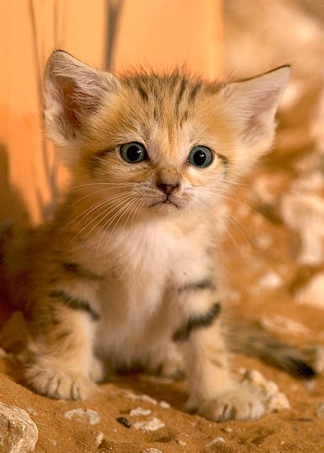 The top 10 CUTEST ZooBorn Cats - ZooBorns