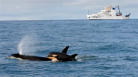 New baby orca, other discoveries made by biologists tracking whales off ...