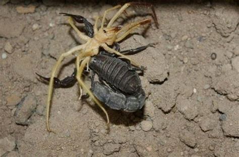 Giant Camel Spider ~ Insects World