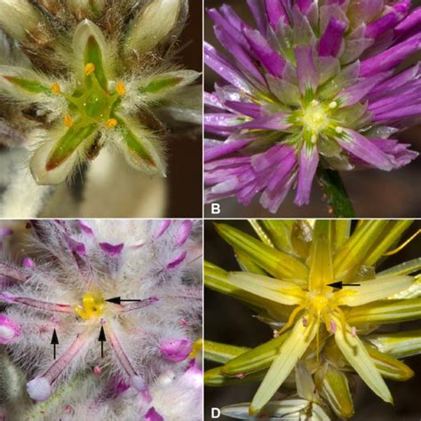 Variation of stamens in the gynodioecious P. obovatus, showing flowers... | Download Scientific ...