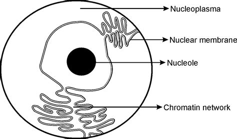 nucleus diagram easy | Learning Printable